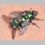 Gymnochaeta viridis - Raupenfliege 06.jpg